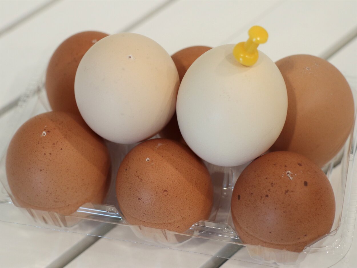 生卵に画ビョウで小さく穴をあける。日付ラベルが貼ってある面（卵の平たい部分）に画ビョウで穴をあける