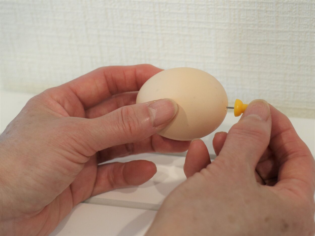生卵に画ビョウで小さく穴をあける。画ビョウは回すようにすると穴があけやすい。日付ラベルが貼ってある面（卵の平たい部分）に画ビョウで穴をあける