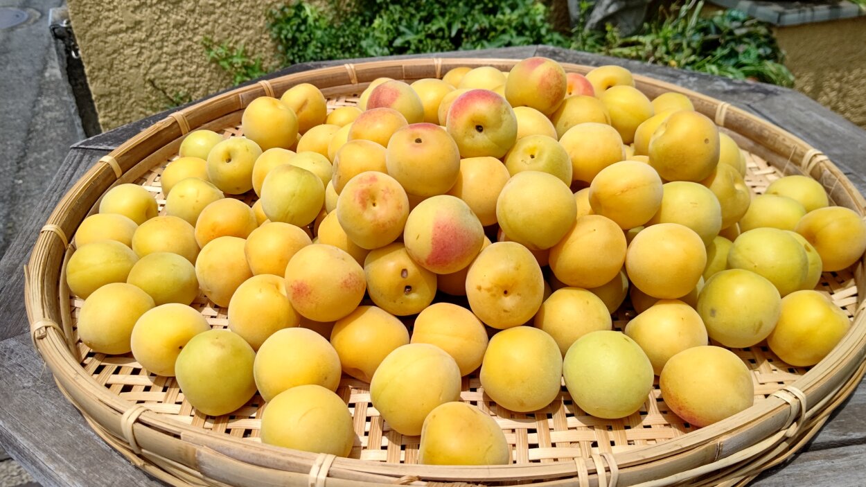 梅干し用に使うのは完熟して黄色くなった梅の実