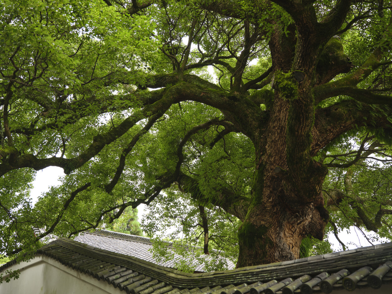 樹齢800年。クスノキの巨木は境内の宸殿前に1本、神宮道で4本が並ぶ。