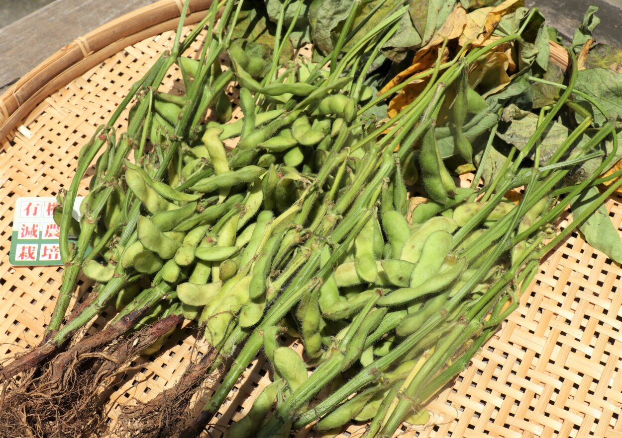 新鮮な朝採りの枝豆が葉付き、枝付き、根付きのまま出回るものもある
