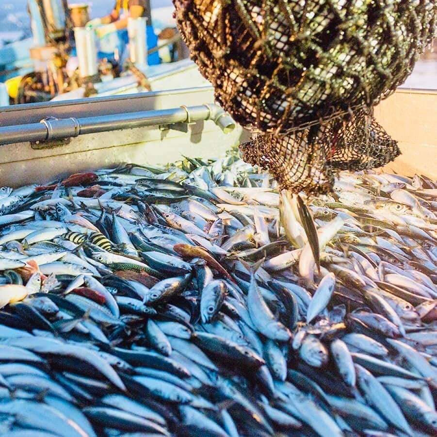 伊豆海サバ。2～5か月かけて育て、500～600gで出荷される。出荷は、おおむね春と秋の2回