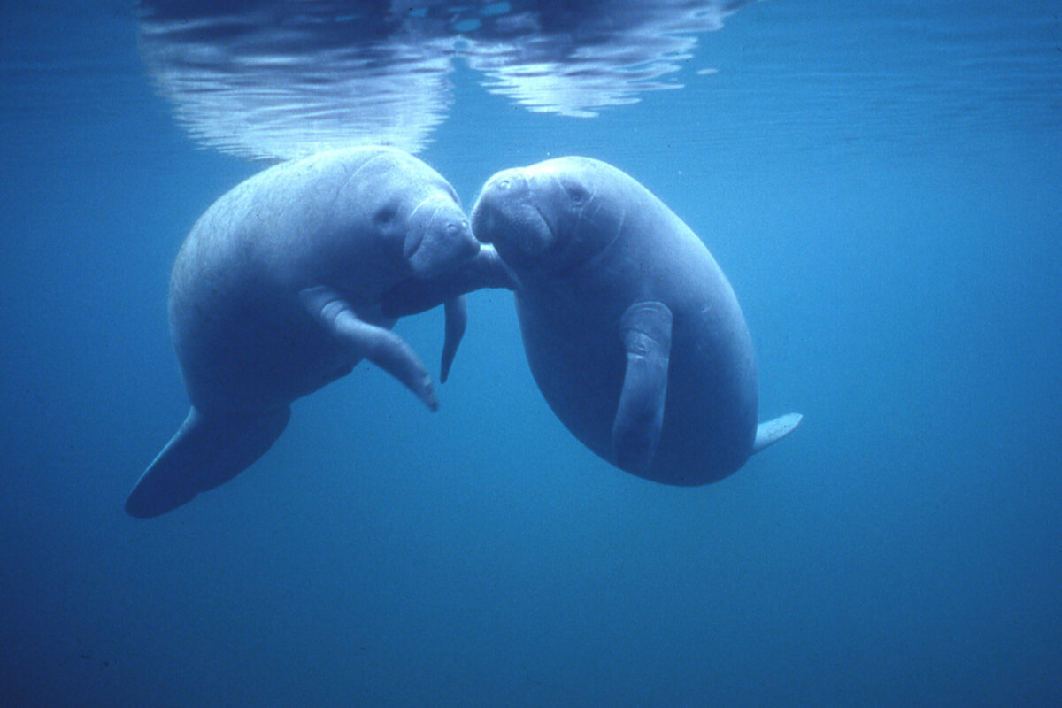マナティ見に行かない？」家族で訪れた撮影地フロリダは寒かった 動物