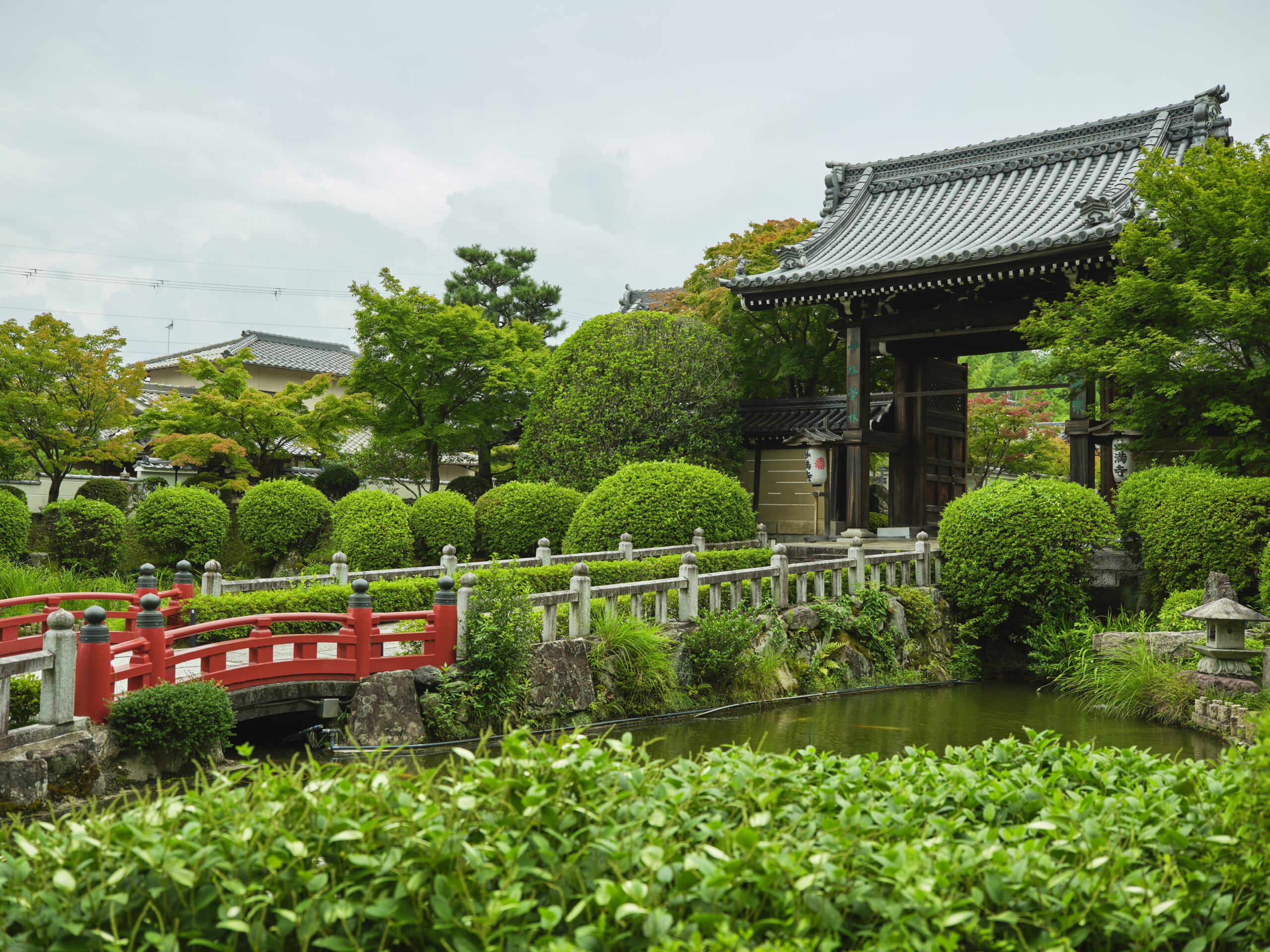 妙満寺の山門前は、鯉の泳ぐ池のまわりに緑もいっぱい。５月にはツツジ、７月には半夏生（はんげしょう）が花を咲かせ、門前が華やぐ