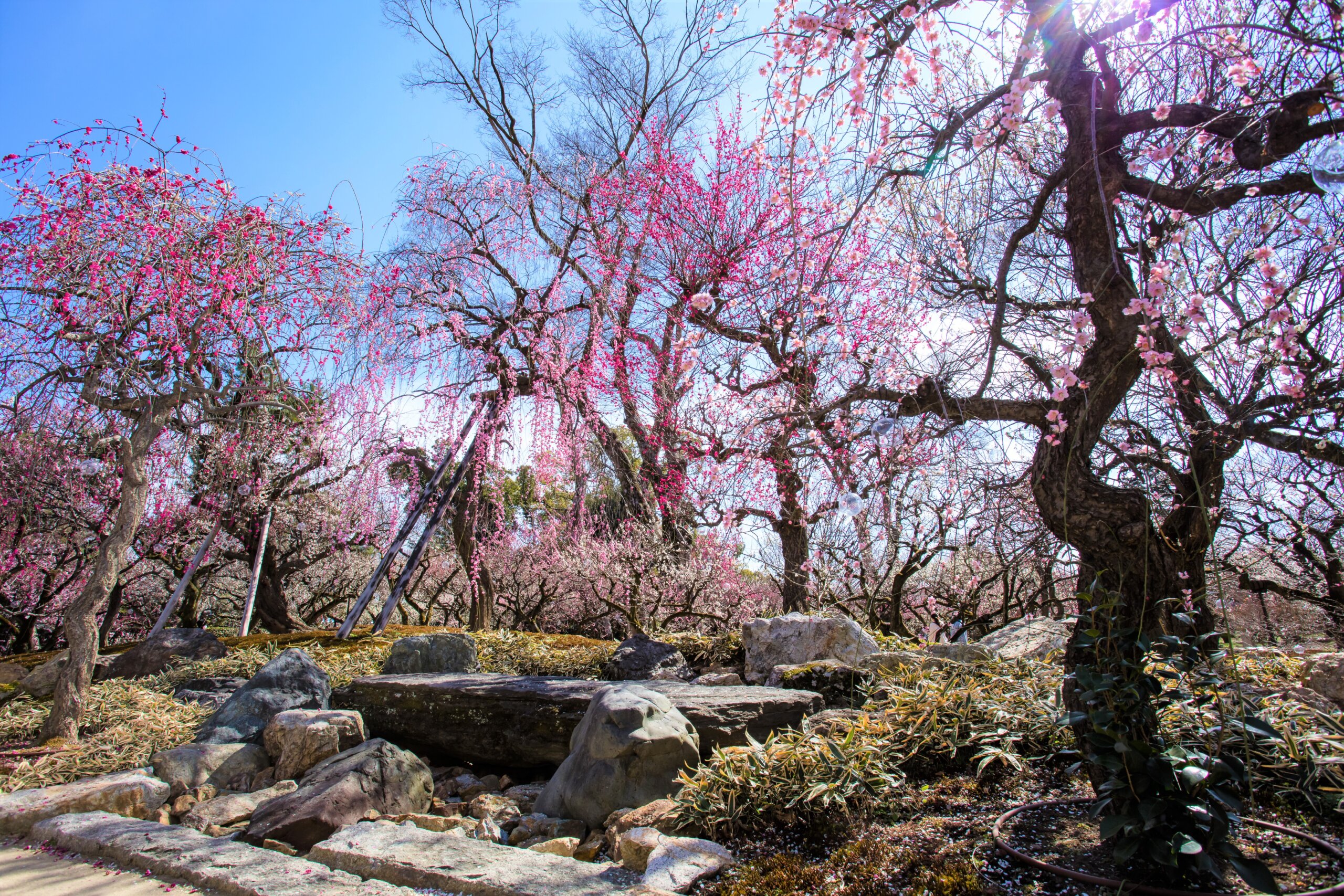 梅苑の梅の木に囲まれる姿で再興した石庭「花の庭」。今回の再興では梅苑を360度見渡すことができる展望台も新たに整備された