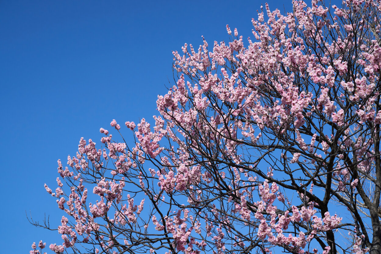 3月、偕楽園では「梅祭り」が催されている