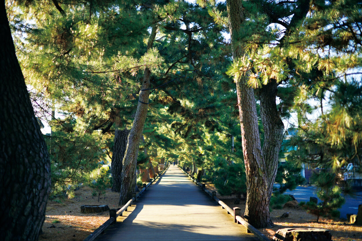 三保松原近くの内陸にある「神の道」は、樹齢200年以上の老松に囲まれた風情のある道