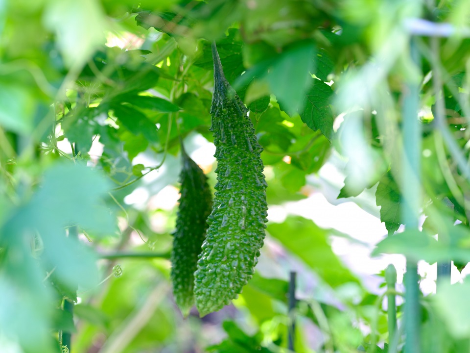 この野菜の名前は？ 実は、完熟すると甘くなるのです | グルメ情報誌