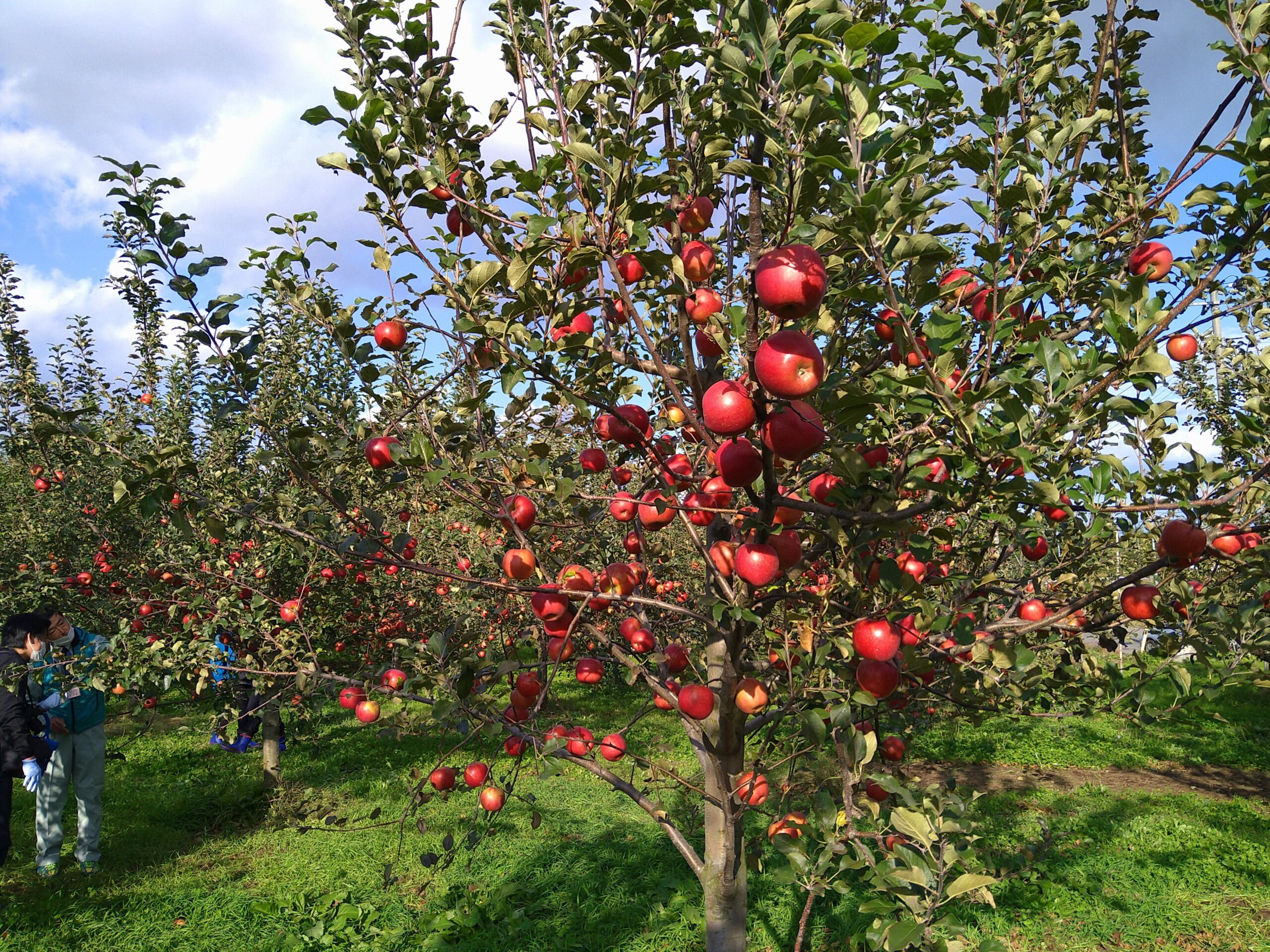 弘前のりんご農家とシードルの幸福な関係 弘前市、アサヒビール