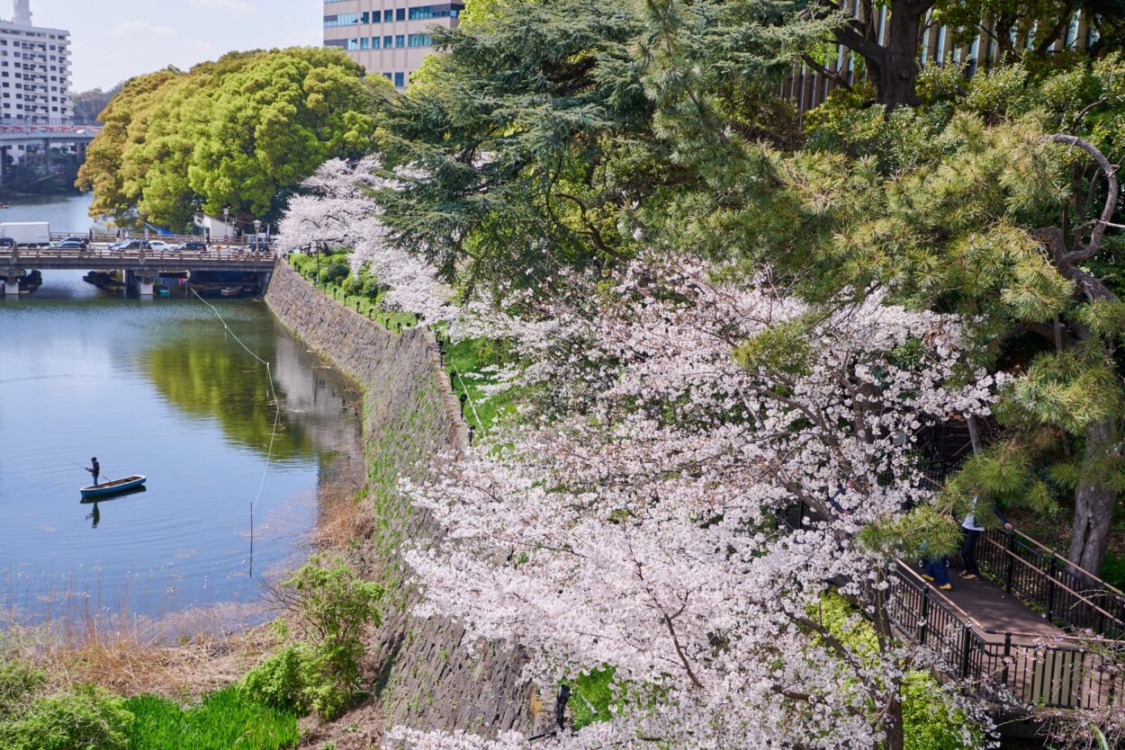 「東京ガーデンテラス紀尾井町」3階「空の広場」から見下ろす弁慶濠沿いの桜