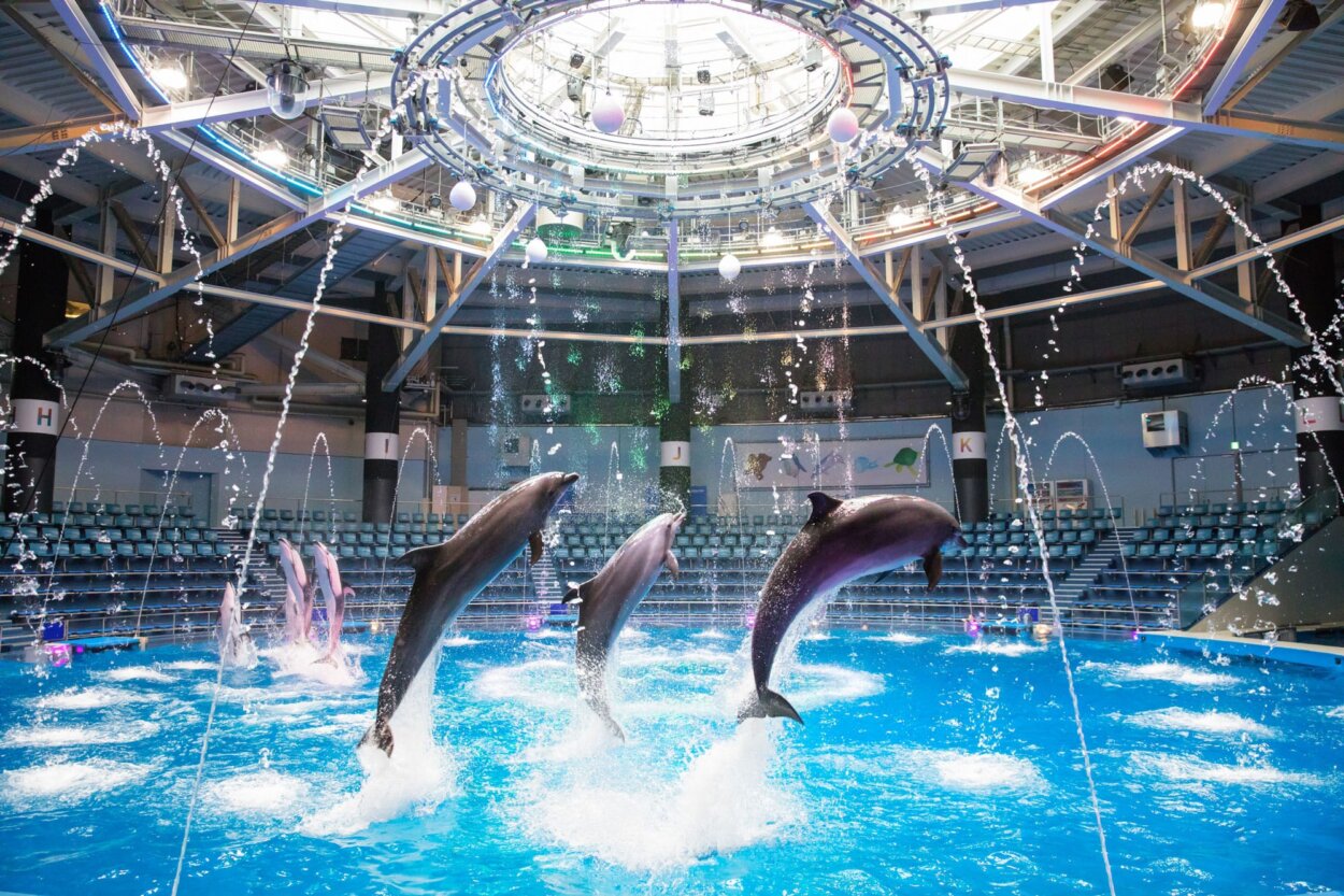 「ドルフィンパフォーマンス」も見ることができる水族館「マクセル アクアパーク品川」がホテルの中にあるという、エンタメ充実度