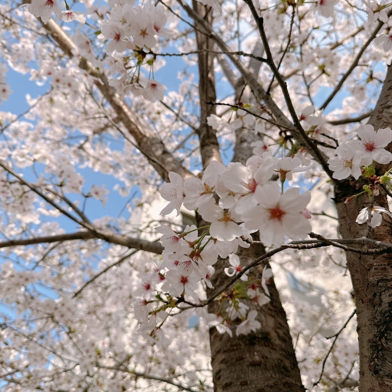 見てください、このきれいな桜！