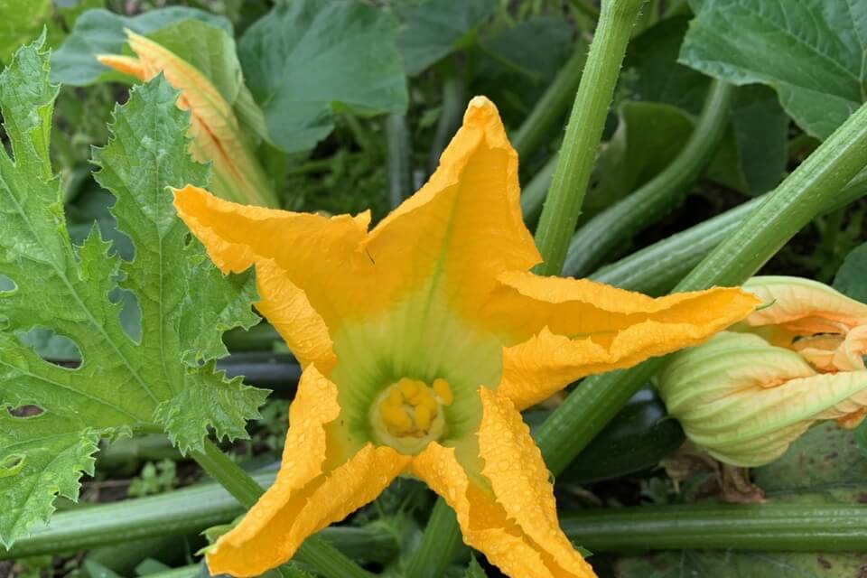 この食材の名前は？ かぼちゃの花……じゃありません | グルメ情報誌