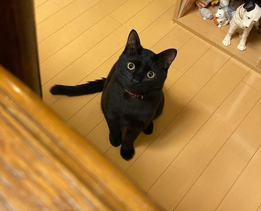 サバオのモデルは、ジェンヌの愛猫・サバオです