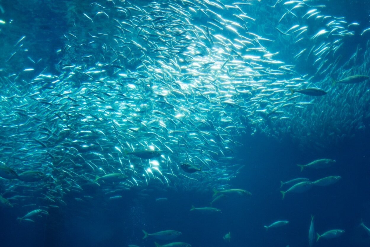 見よ、このサメの大群を!