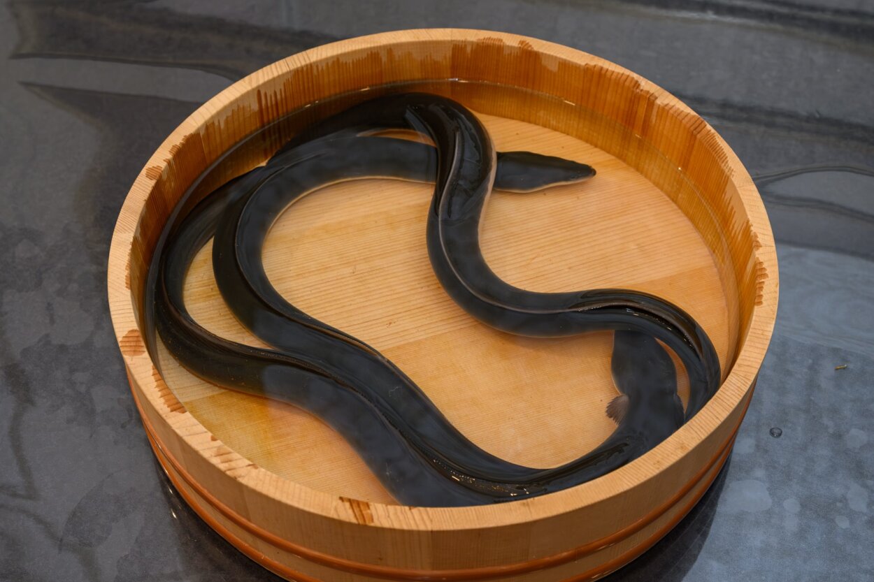 「めすうなぎ」。体表が青っぽいのが特徴