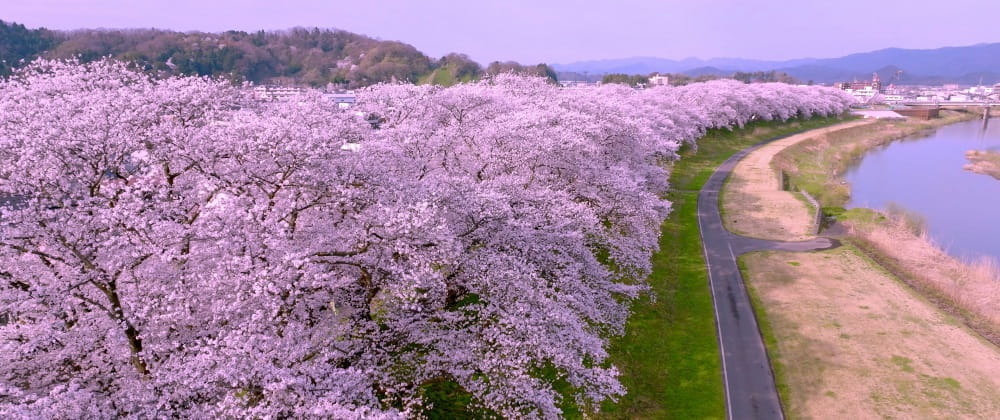 「足羽川の桜並木」