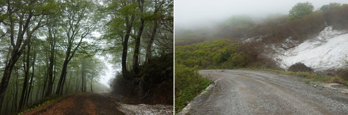 白雲台まで平坦な林道をひたすら下っていく
